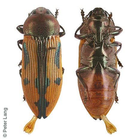 Castiarina ignea, PL2799, male, from Hysterobaeckea behrii, SE, 12.7 × 4.6 mm